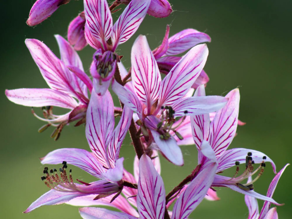 Dyptam – na wszelkie skamieniałości