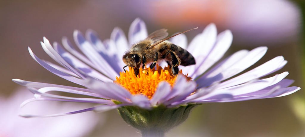 Nektar, od tego się zaczyna…