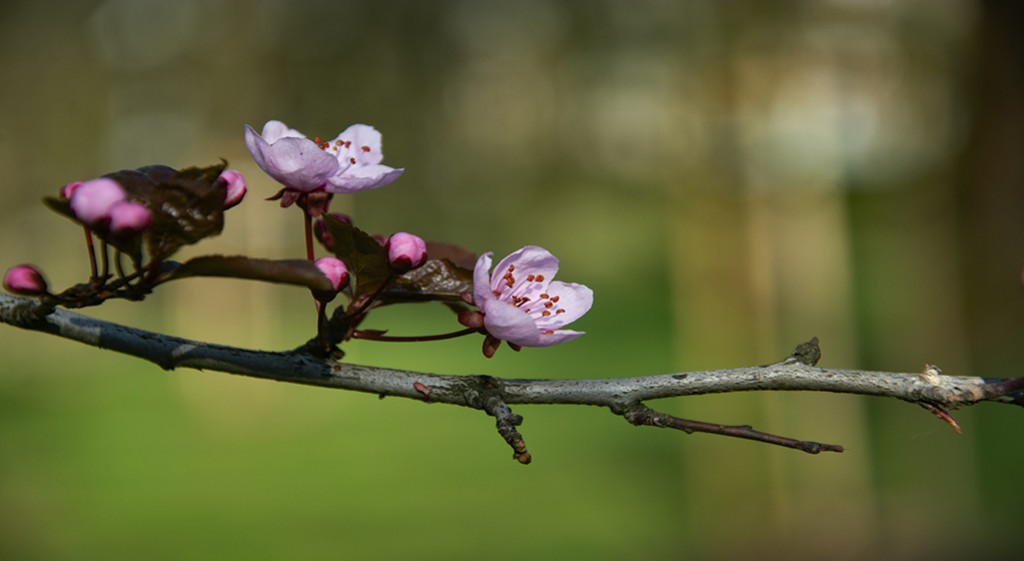 Gemmoterapia – wczesnowiosenne przetwarzanie ziół leczniczych