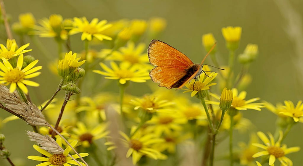 Dziurawiec na stany zapalne i nie tylko