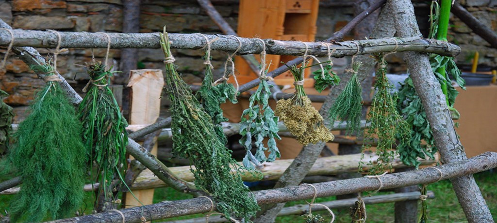 Suszenie ziół podstawową metodą przetwarzania i konserwacji