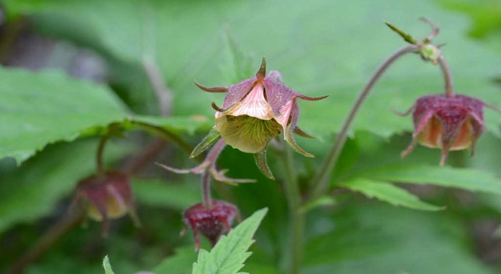 Kuklik – gwoździkowate ziele