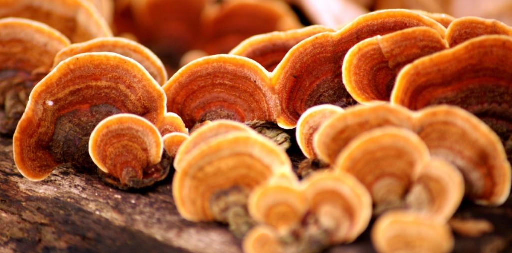 Grzyby reishi (Ganoderma lucida)
