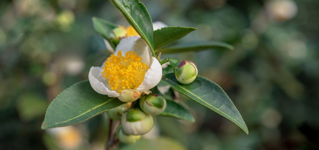 Pyłek kwiatu herbaty - Przerwane ściany komórkowe - Camellia sinensis 