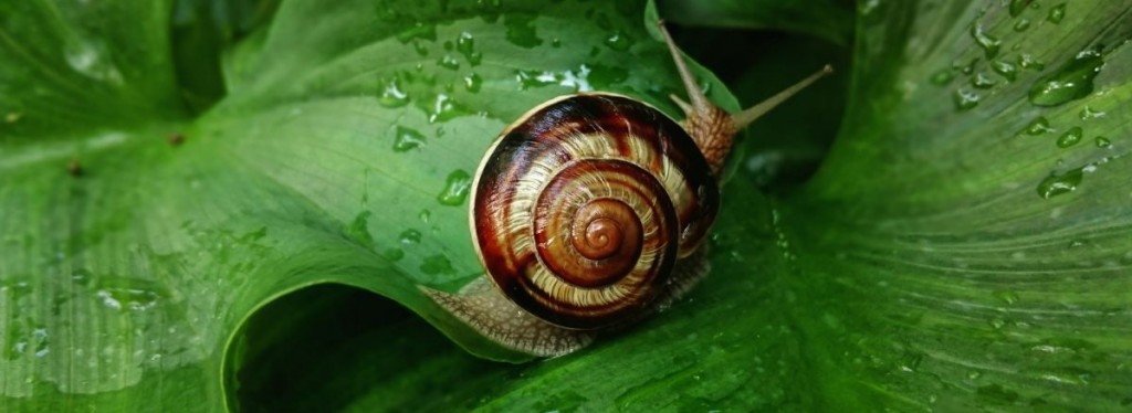 Ślimak, ślimak, pokaż… co masz w sobie