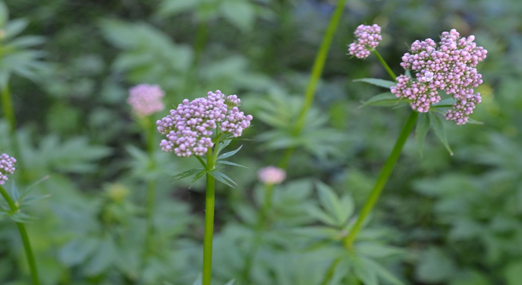 Kozłek lekarski na uspokojenie