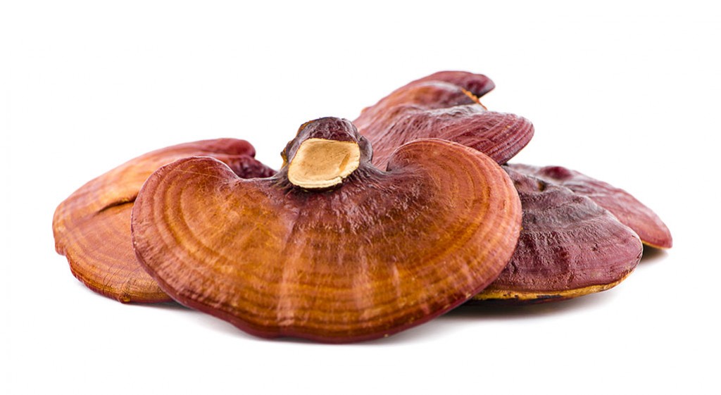 Grzyby reishi (Ganoderma lucida)