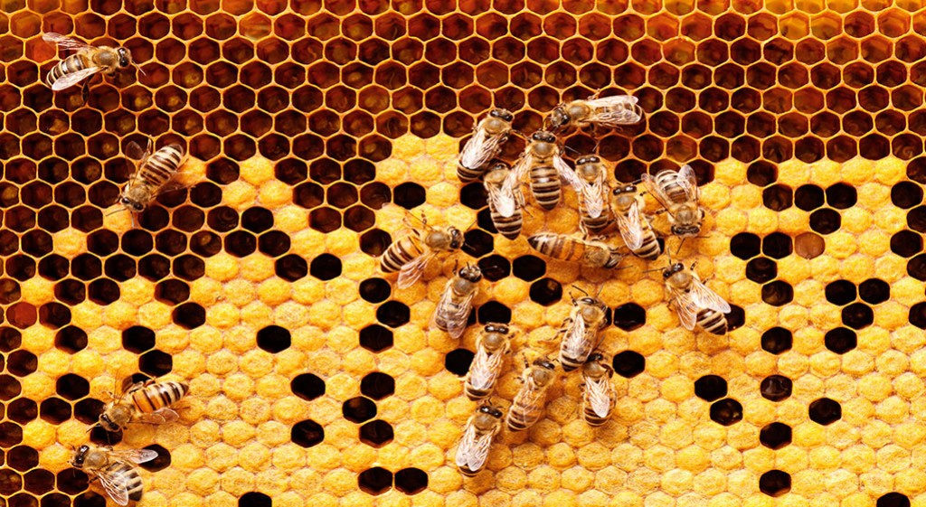 Alergenne działanie pyłku kwiatowego i jadu pszczelego