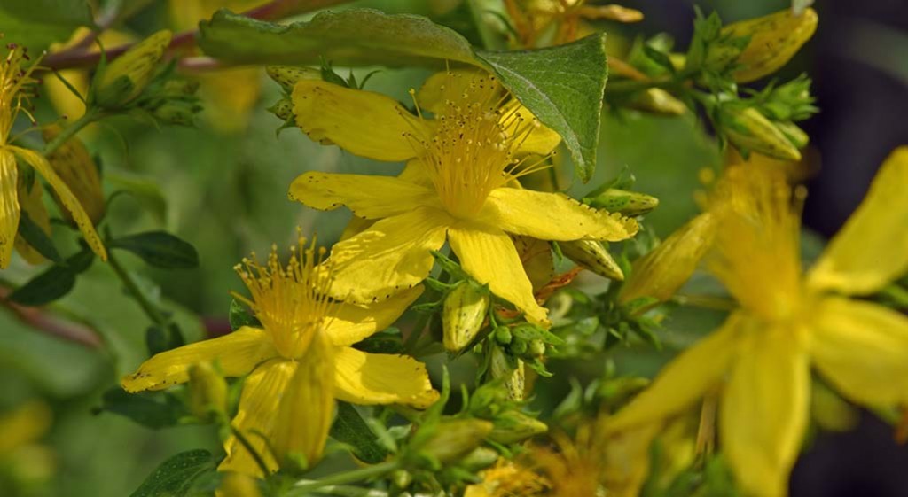 Dziurawiec zwyczajny