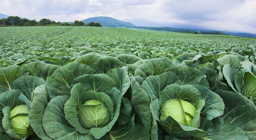 Kapusta – odżywcze i lecznicze warzywo