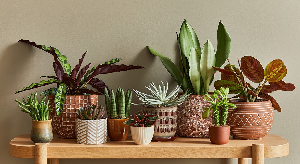 Dlaczego rośliny nie chorują na raka czerniaka? 