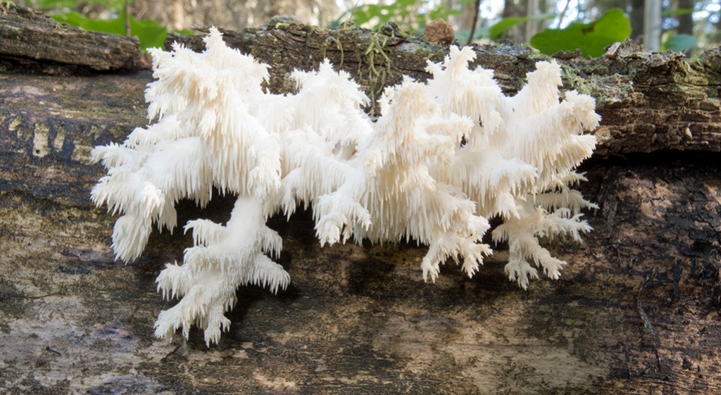 Soplówka – grzyb, który cofa czas