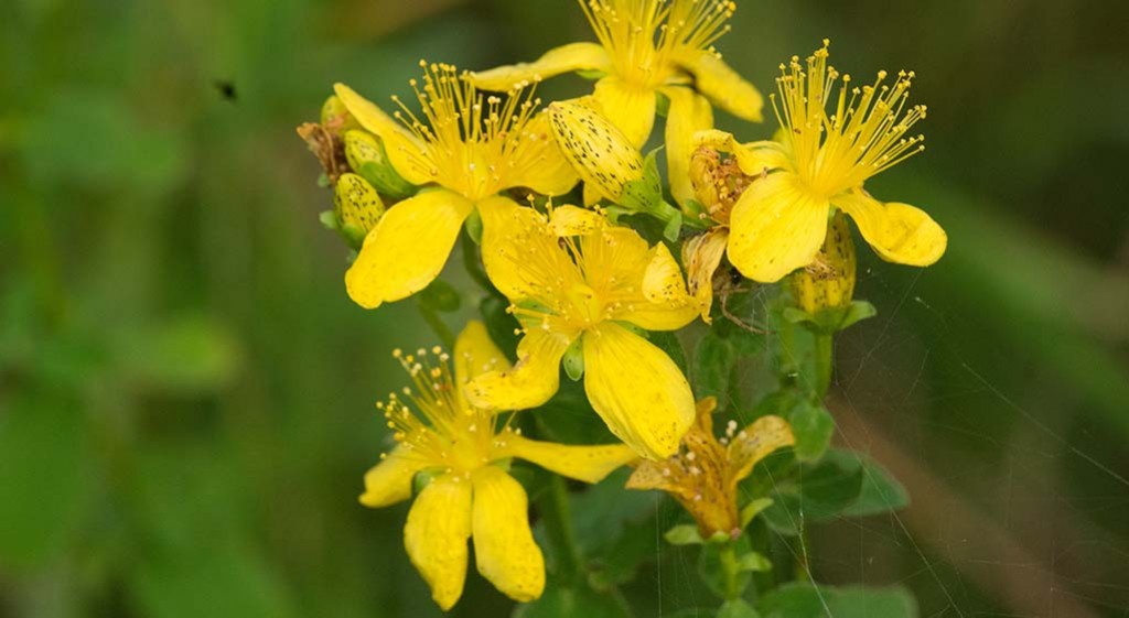 Dziurawiec pomiędzy wiedzą a magią