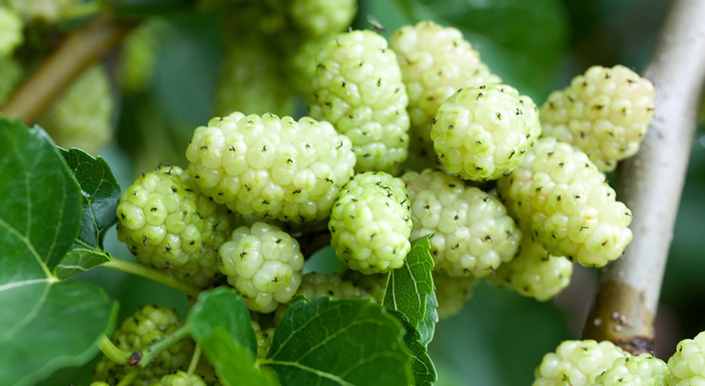 Morwa biała – moc zdrowia