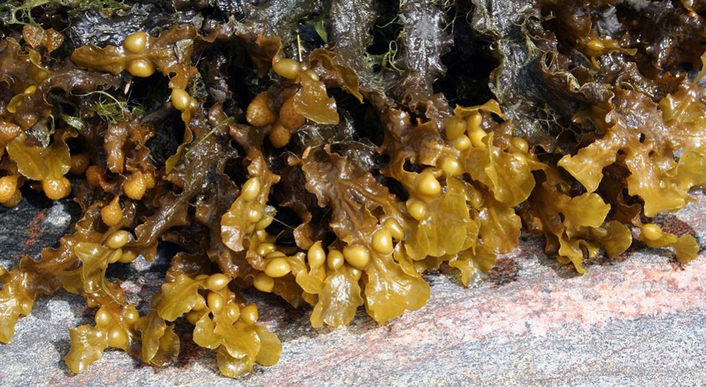 prof. Paul Clayton przypisy , „ZbL“ listopad, 11/2021