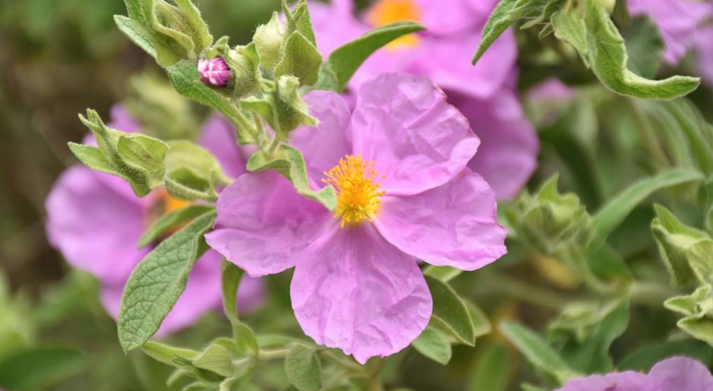 Eteryczny olejek czystkowy – organiczny