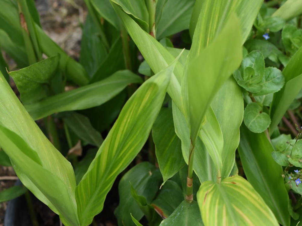 Galgant – kłącze skuteczne na 100%