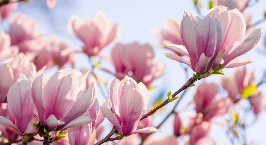 Drzewo magnolii (Huo Po)