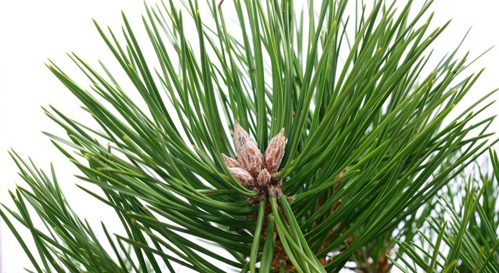 Sosna i jej cenne dla zdrowia pączki