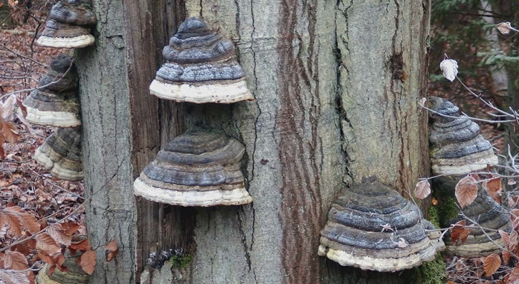 Hubiak pospolity – dla duszy i ciała