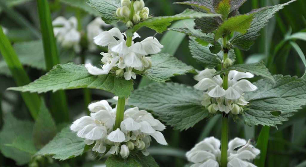 Jasnota gajowiec i jasnota biała