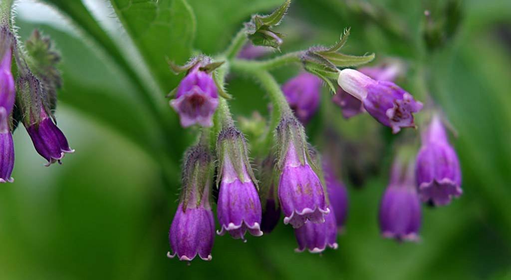 Żywokost – nie tylko na złamania