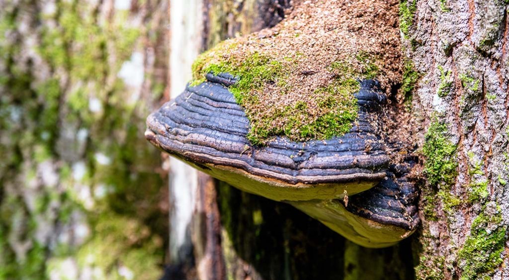 Huba czarna, czyli tajemnicza chaga