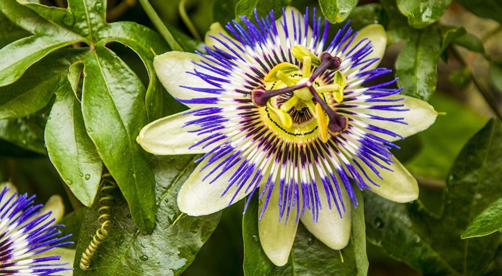 Męczennica cielista – sposób na relaks, walkę ze stresem i... nałogami