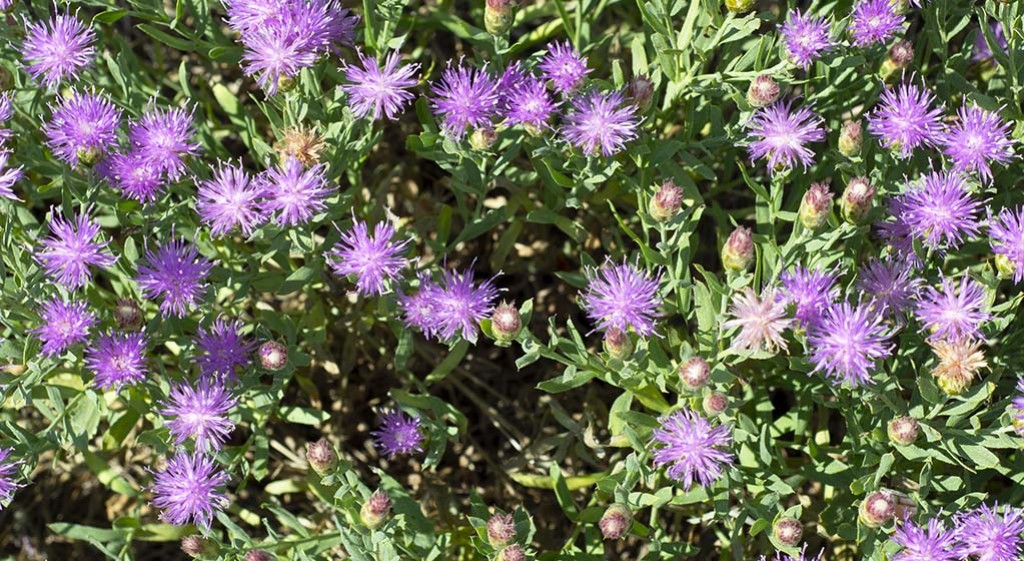 Szczodrak krokoszowaty – bylina z dalekiej Syberii i… zioło Dżyngis-chana