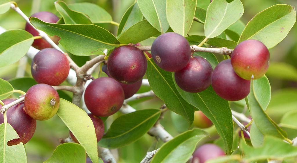 Camu camu – czy znasz to superfood?