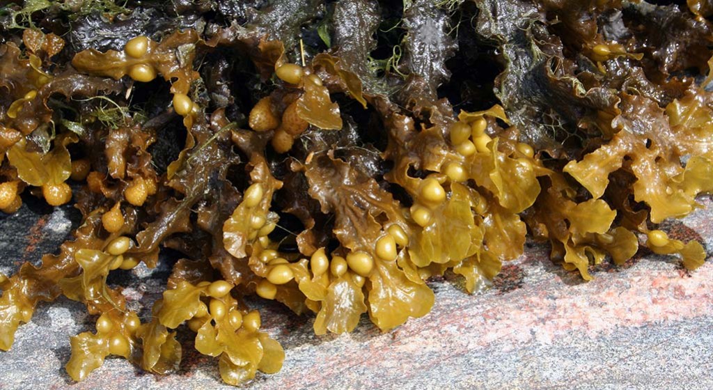 Algi jako panaceum na choroby cywilizacyjne