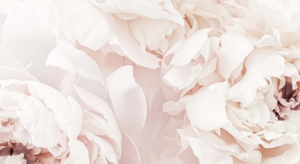 Biała piwonia  –  piękna uzdrowicielka