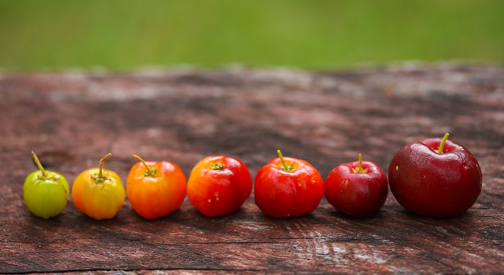 Acerola – wiśnia Brazylii