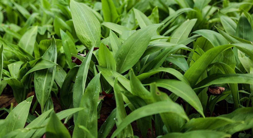 Czosnek niedźwiedzi