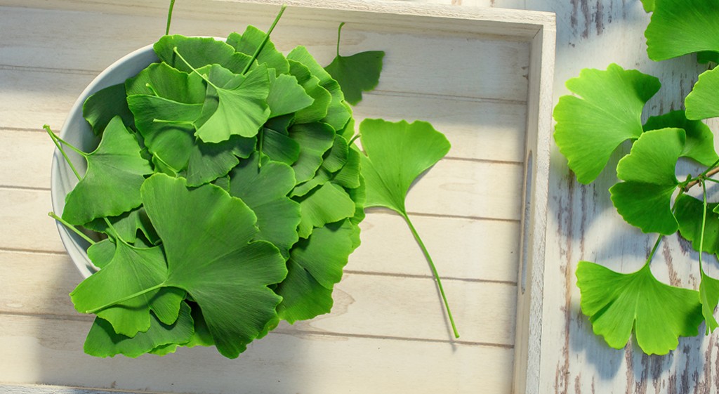 Miłorząb dwuklapowy – skromna roślina o bogatym działaniu