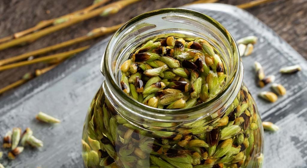 Magia pączków drzew i krzewów – gemmoterapia