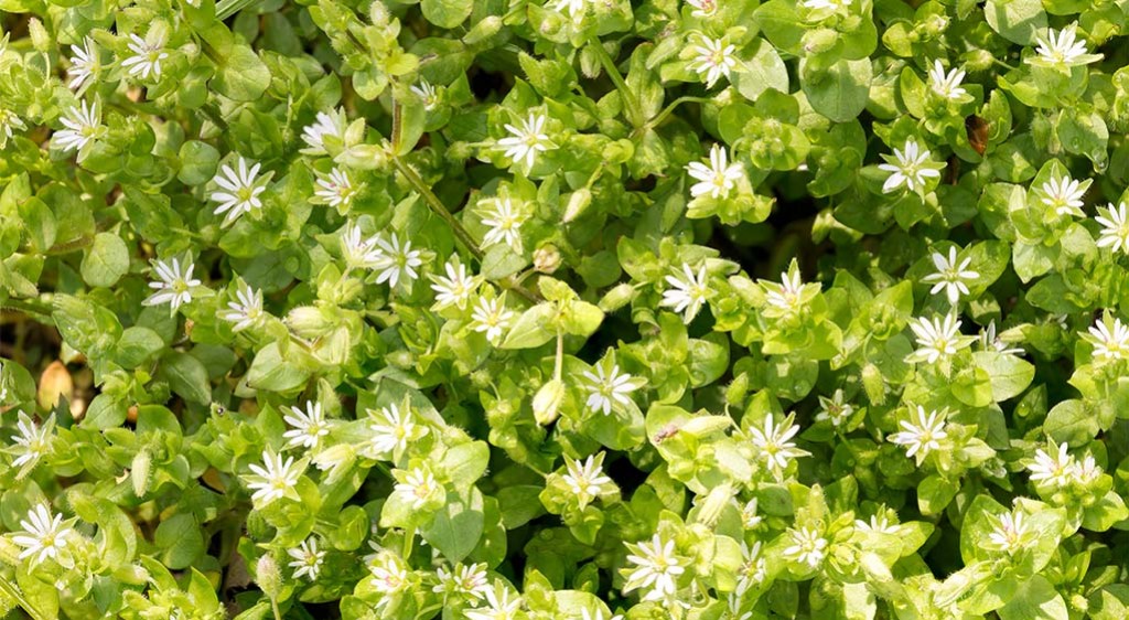 Gwiazdnica pospolita – jadalny i bardzo zdrowy chwast