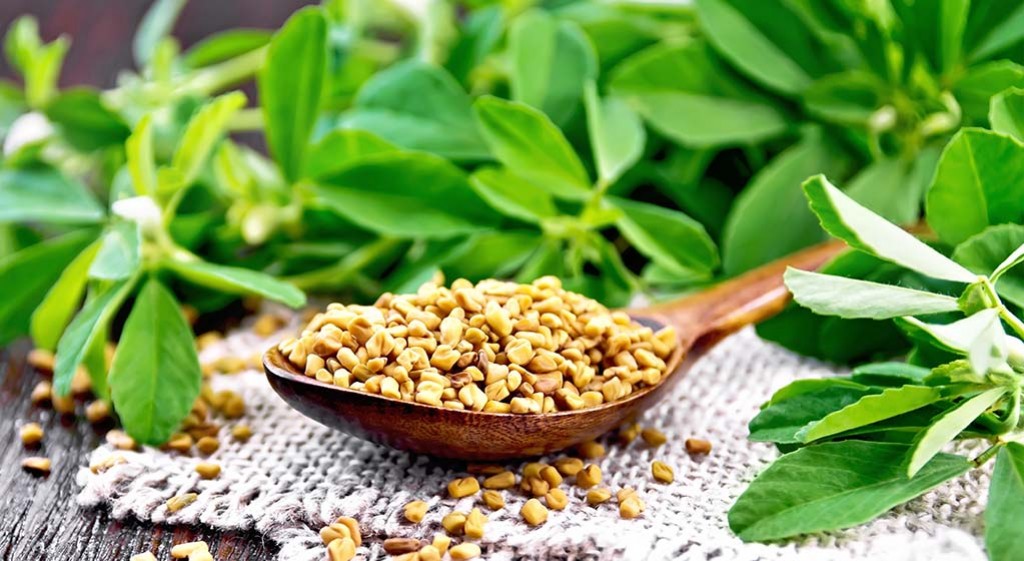 Kozieradka – niezwykła roślina lecznicza