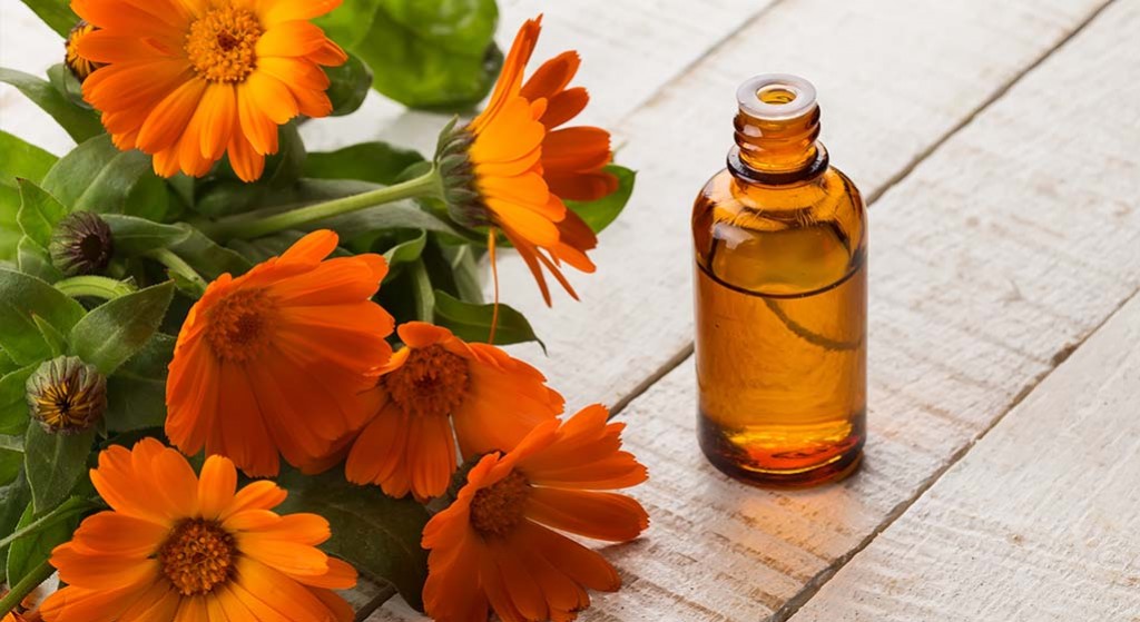 Nagietek lekarski – do rany przyłóż