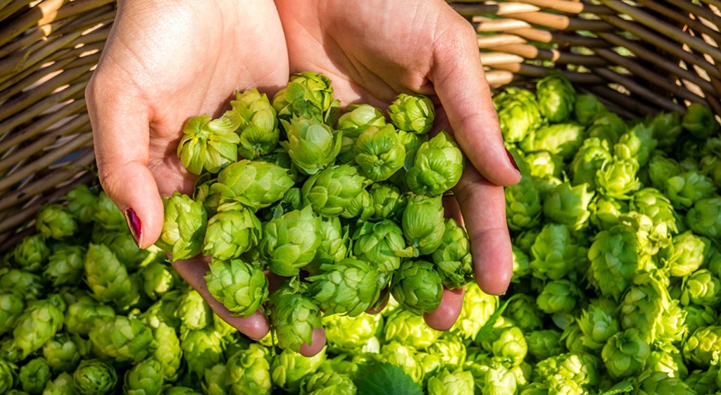 Chmiel zwyczajny – ziołowe ukojenie