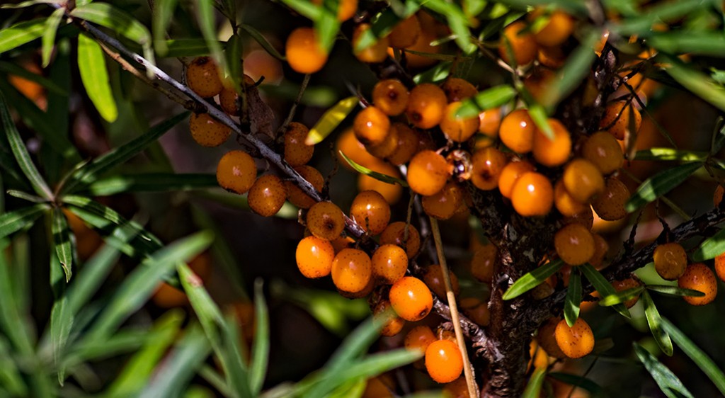 Rokitnik pospolity – syberyjskie złoto