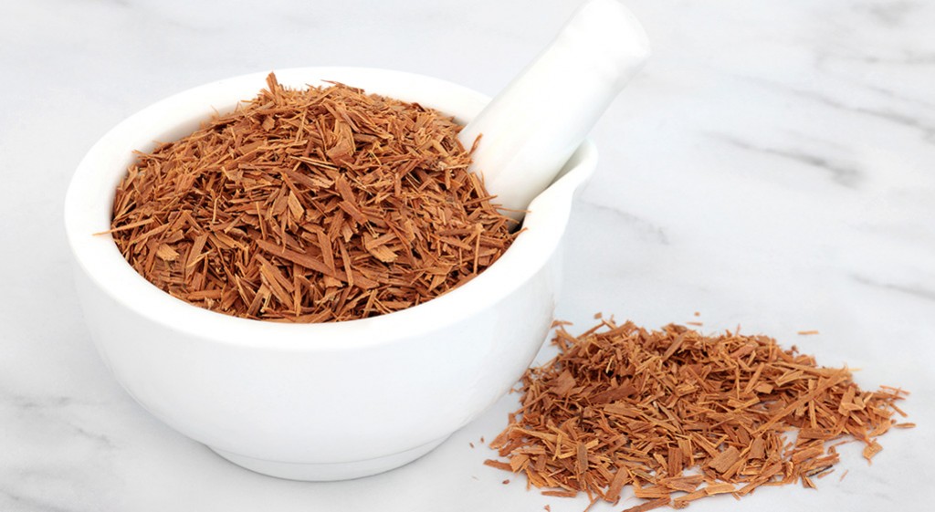 Koci pazur (Czepota puszysta)