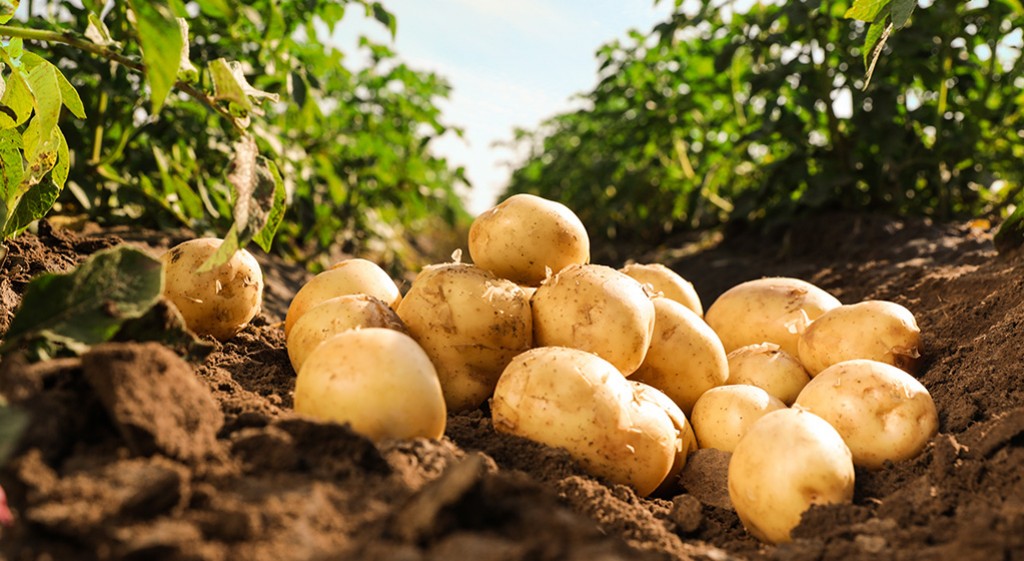 Cała prawda o ziemniaku