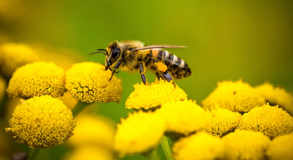 Lecznicze działanie jadu pszczelego