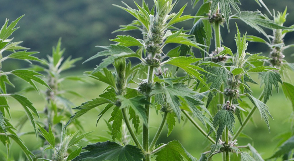 Serdecznik pospolity – roślina o nieprzypadkowej nazwie