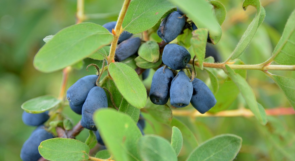 Jagoda kamczacka – owoc wiecznej młodości