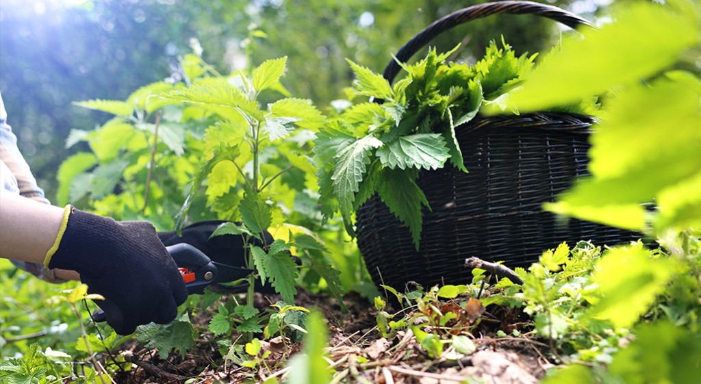 Pokrzywa – dla zdrowia i urody