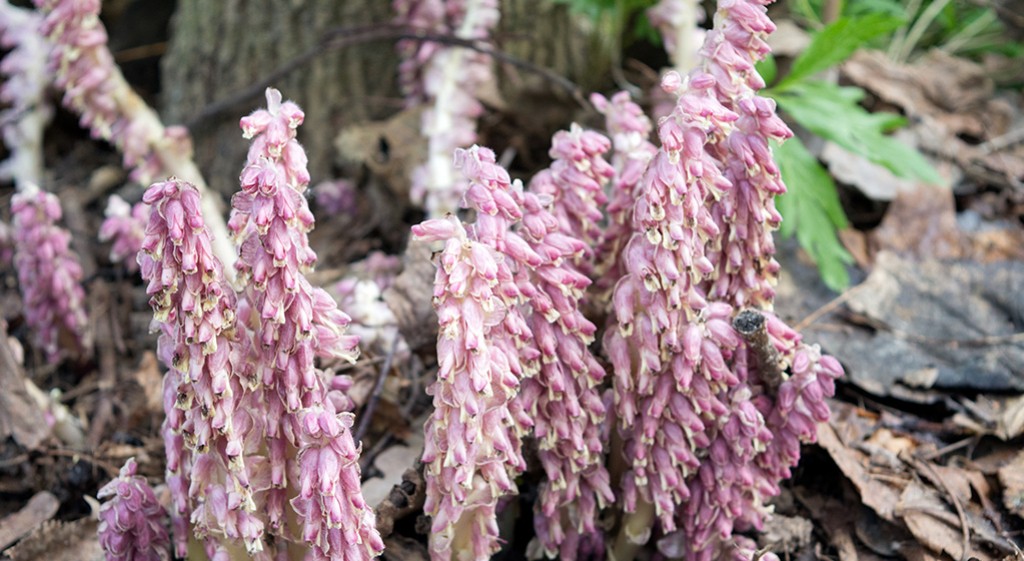 Rośliny pasożytnicze w ziołolecznictwie – łuskiewnik