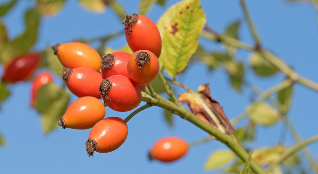 Dzika róża – skromna, ale silna