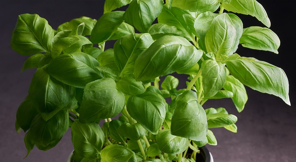 Bazylia – zioło wszechstronne